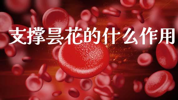 支撑昙花的什么作用_https://cj006.lansai.wang_债券资讯_第1张