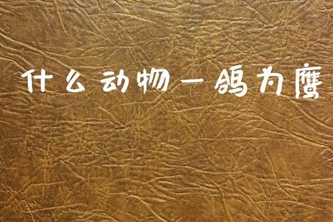 什么动物一鸽为鹰_https://cj006.lansai.wang_全球市场_第1张